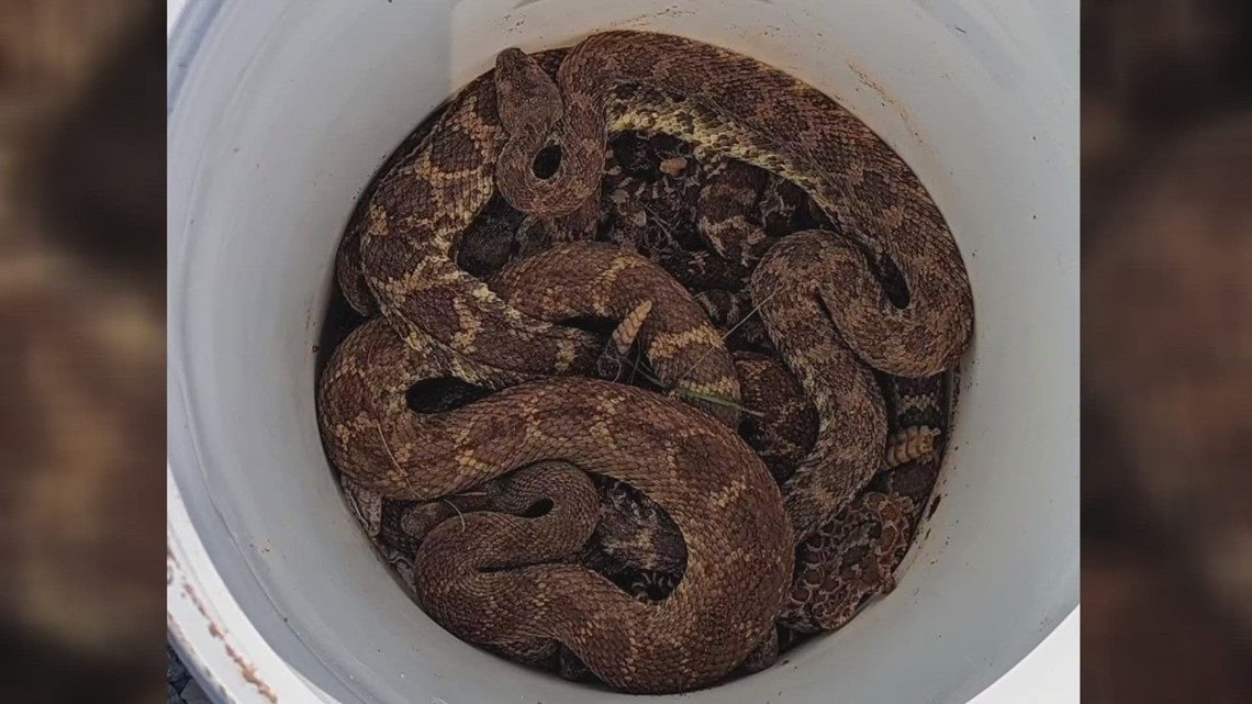 17 rattlesnakes pulled from roof of collapsed Auburn barn