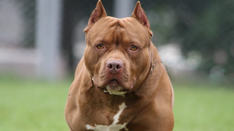 dog years pitbull