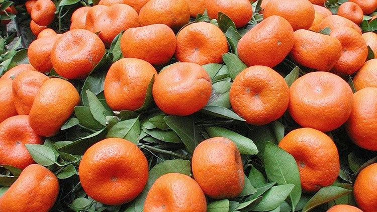 Orange you glad it's mandarin season? Placer County celebrates with annual festival