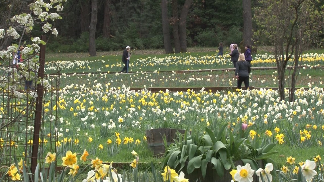 Daffodil Hill in Amador County set to open this weekend