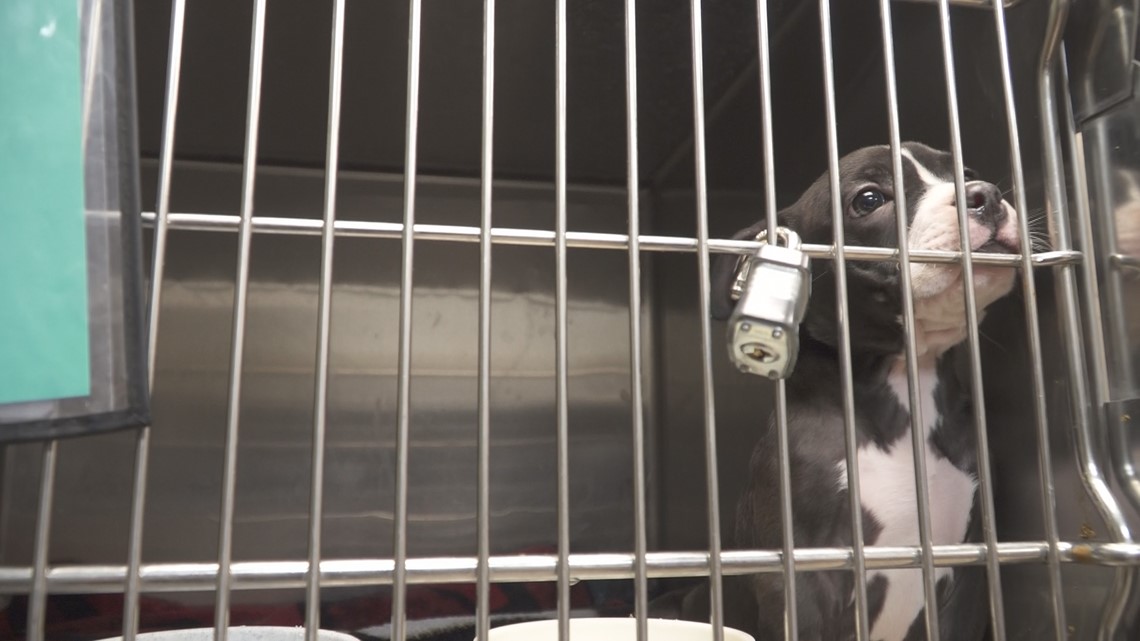 Bradshaw Animal Shelter turning to unique ways to house animals despite