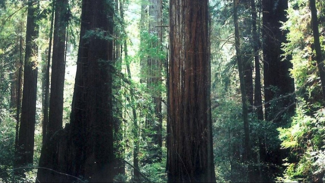 Redwood Grove On Northern California Coast To Become Public Park Grove On Northern California Coast