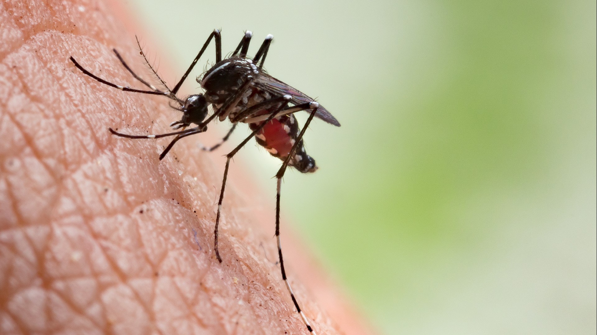 West Nile Virus, in its worst form, can cause paralysis or death. San Joaquin County officials are reminding everyone to protect themselves from mosquitoes.
