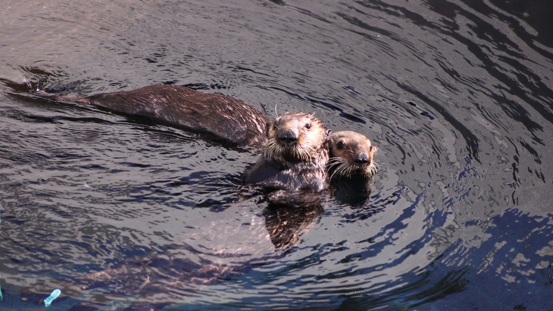 The Marine Mammal Center needs your help naming their new sea otter pup ...