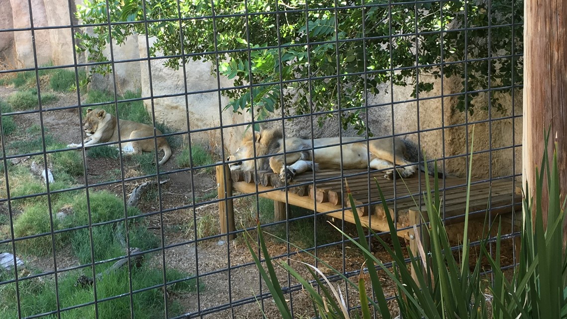 New animals coming to the Sacramento Zoo 