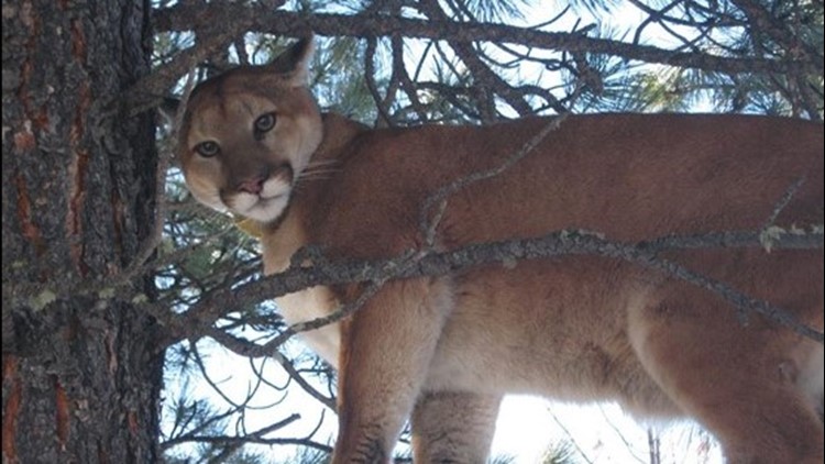 Increased mountain lion, bear activity reported in Lake Tahoe area |  