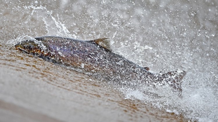 Salmon populations expected to rebound thanks to drought-busting winter