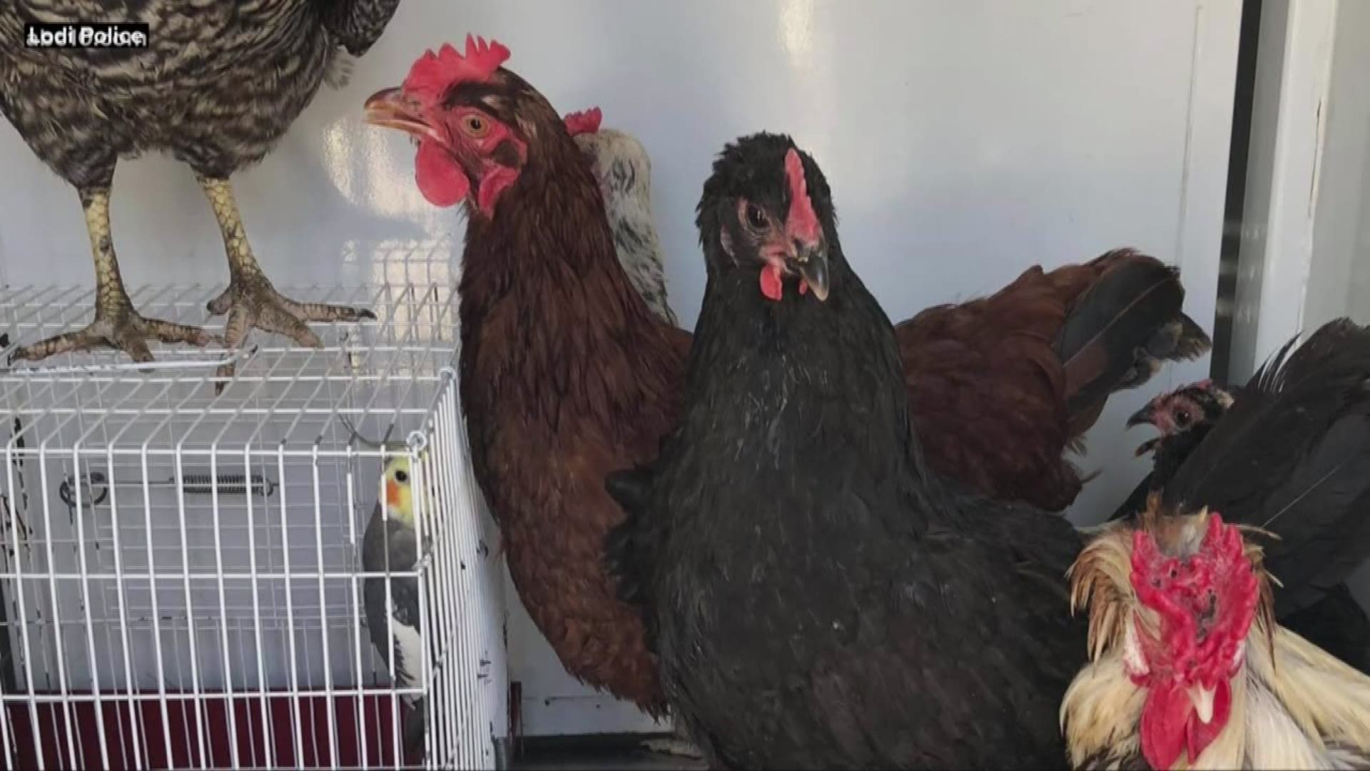 Dozens of animals were rescued from the home, animal services said. The owner of the home was arrested on multiple counts of felony animal abuse.