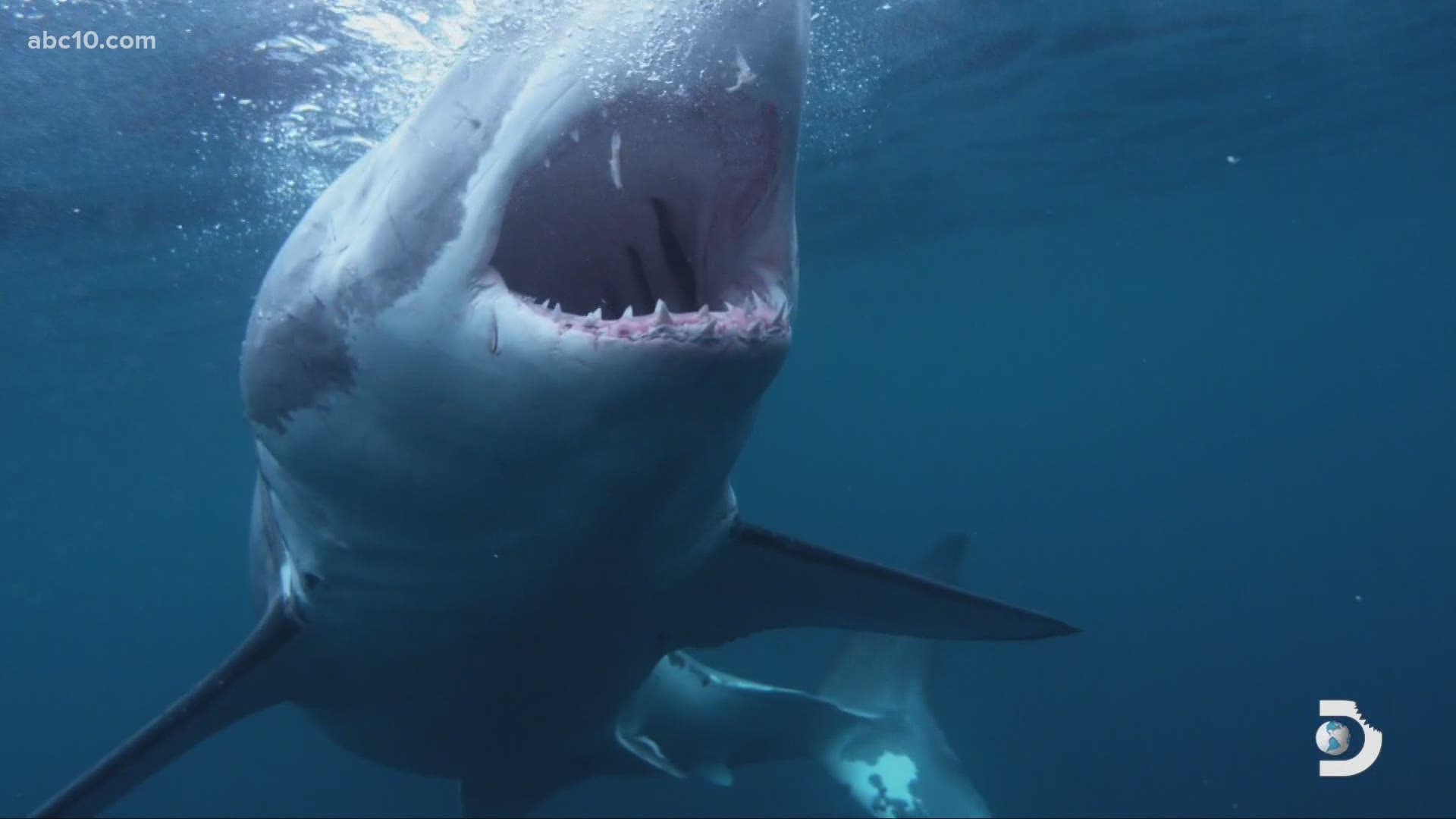 Discovery Channel's "Shark Week" delivers more than 20-hours of jaw dropping shark experiences! Jeff Kurr has been at it for 30 years and is the creator of the “Air
