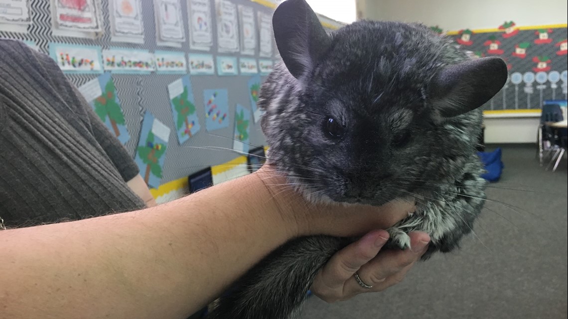 are chinchillas good classroom pets