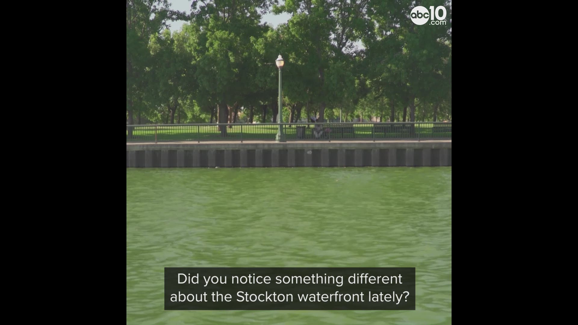 The Stockton Waterfront is turning green and people are wondering why. Our reporters found the answer.