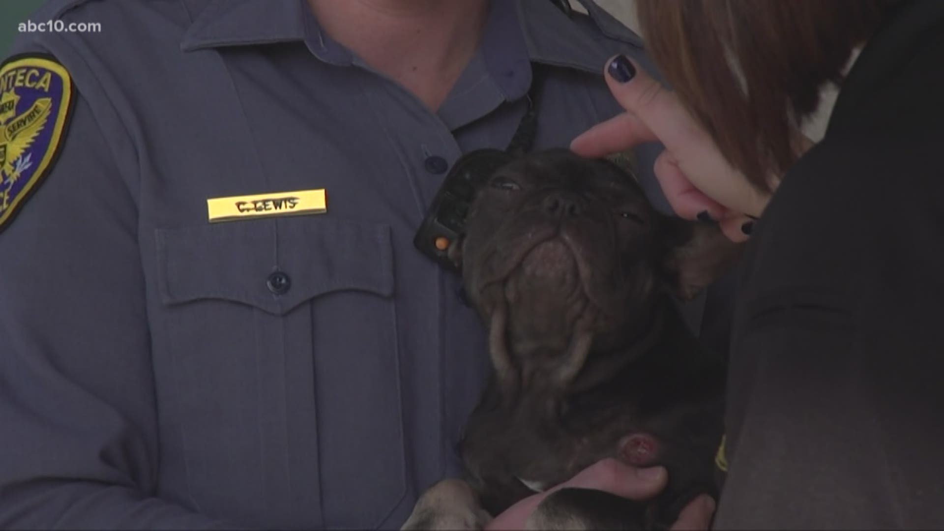 30 dogs were rescued from two different locations where illegal vet operations were being performed at what police call a puppy mill.