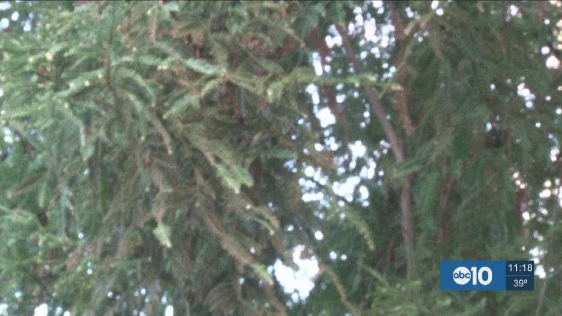 A tree that went to space as a seed is now thriving in at the state Capitol. (Dec. 16, 2016)