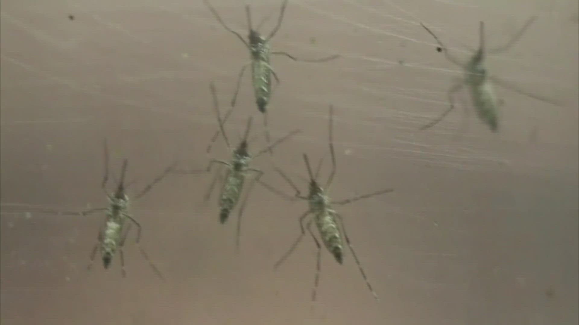 Death from West Nile Virus in Sacramento County announced by health officials