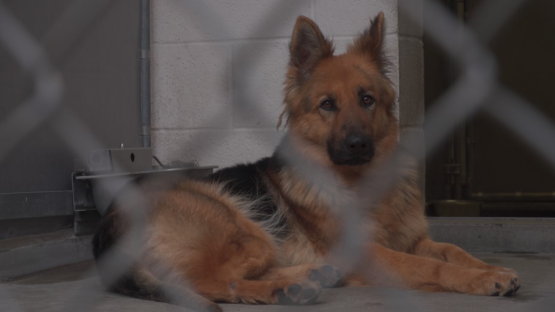 Front Street Animal Shelter asking for more volunteers - Vimarsana News