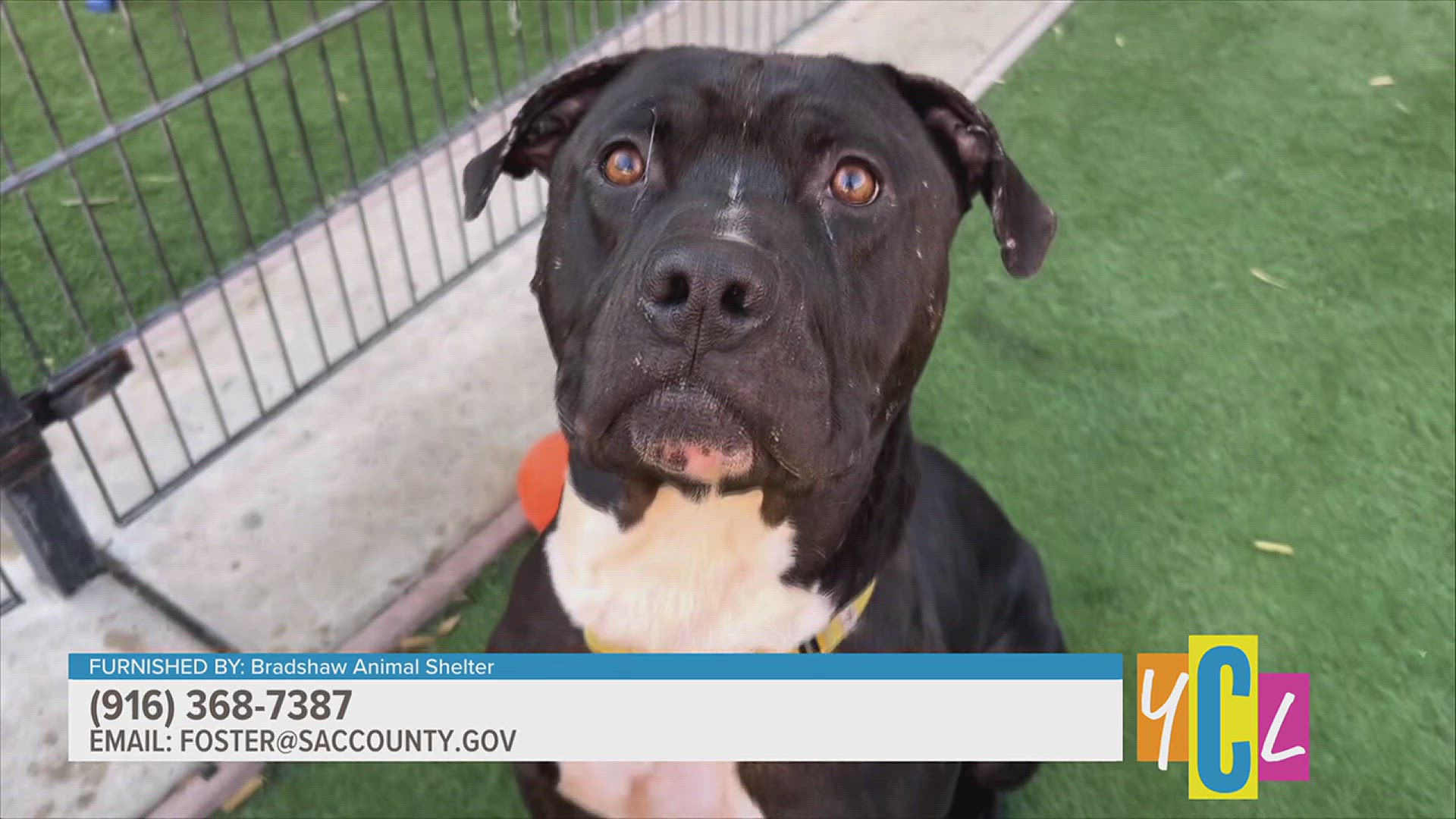 Meet Snoop at the Bradshaw Animal Shelter who is looking for his new forever home!