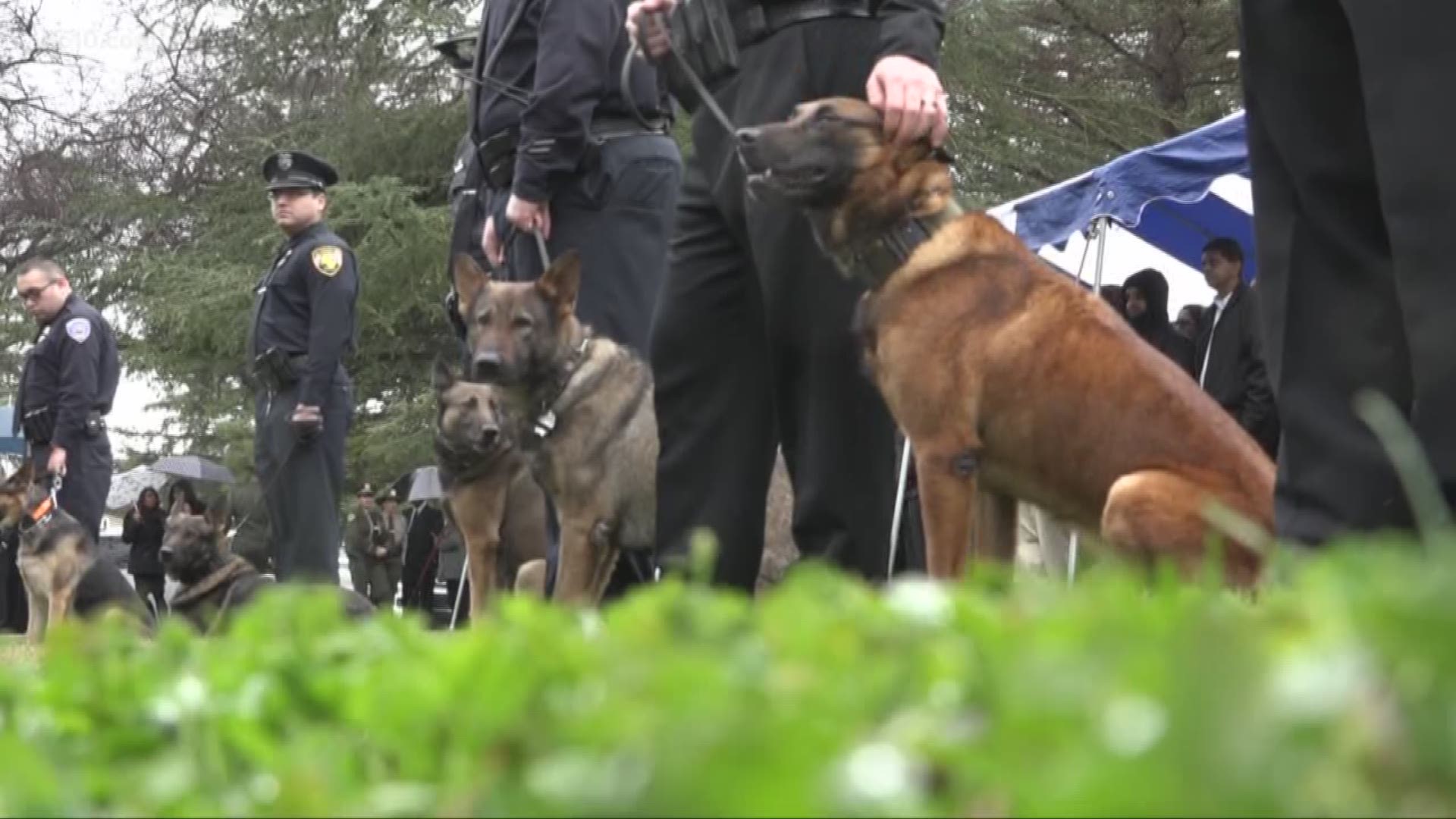 As rain fell on much of California, hundreds of officers, on two legs and four, arrived in Modesto to honor the man who many are calling a true American hero. Among them, the K9 partner of the late Newman Police Cpl. Ronil Singh.