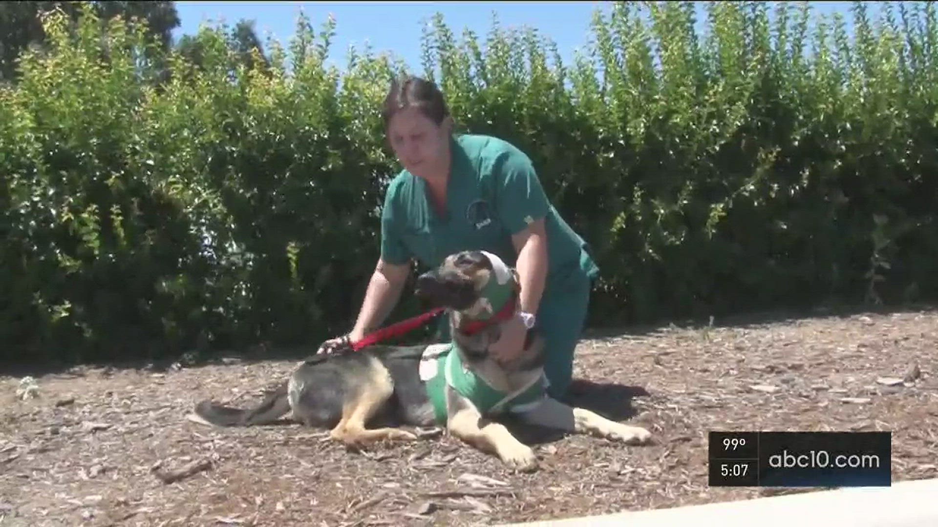 Yuba County dog alive after freak accident with boat motor