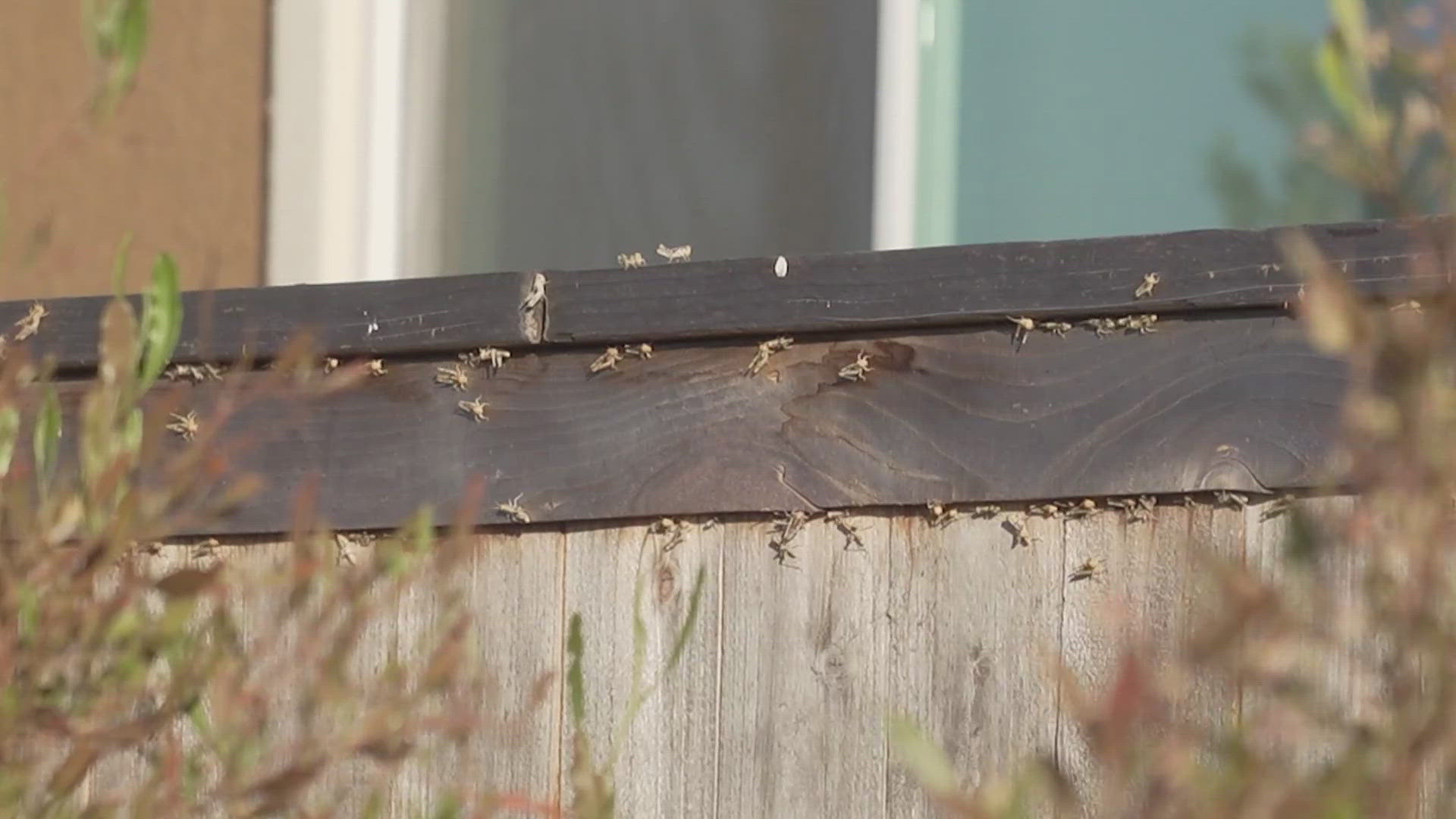 These locusts, also known simply as grasshoppers, are coming out of fields and swarming in nearby neighborhoods in what experts say are "special conditions."