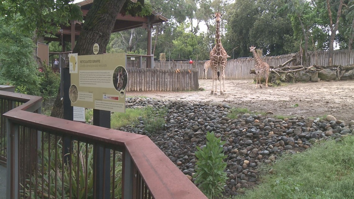 Sacramento Zoo relocation discussion plans continued for 90 days