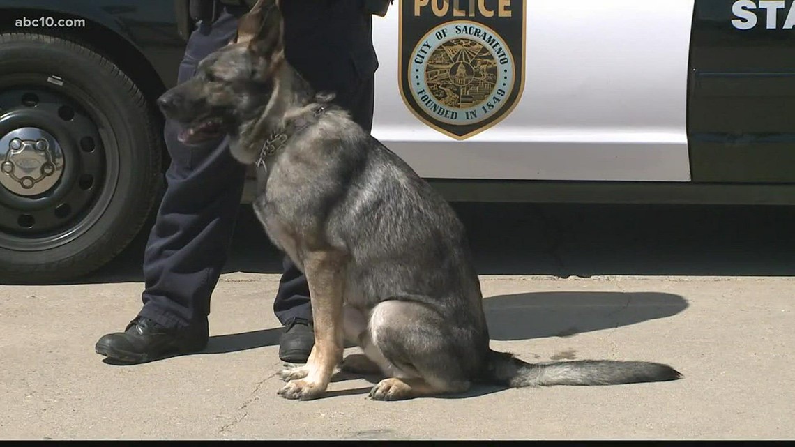New California law now allows ambulances to transport injured police K9s to vets