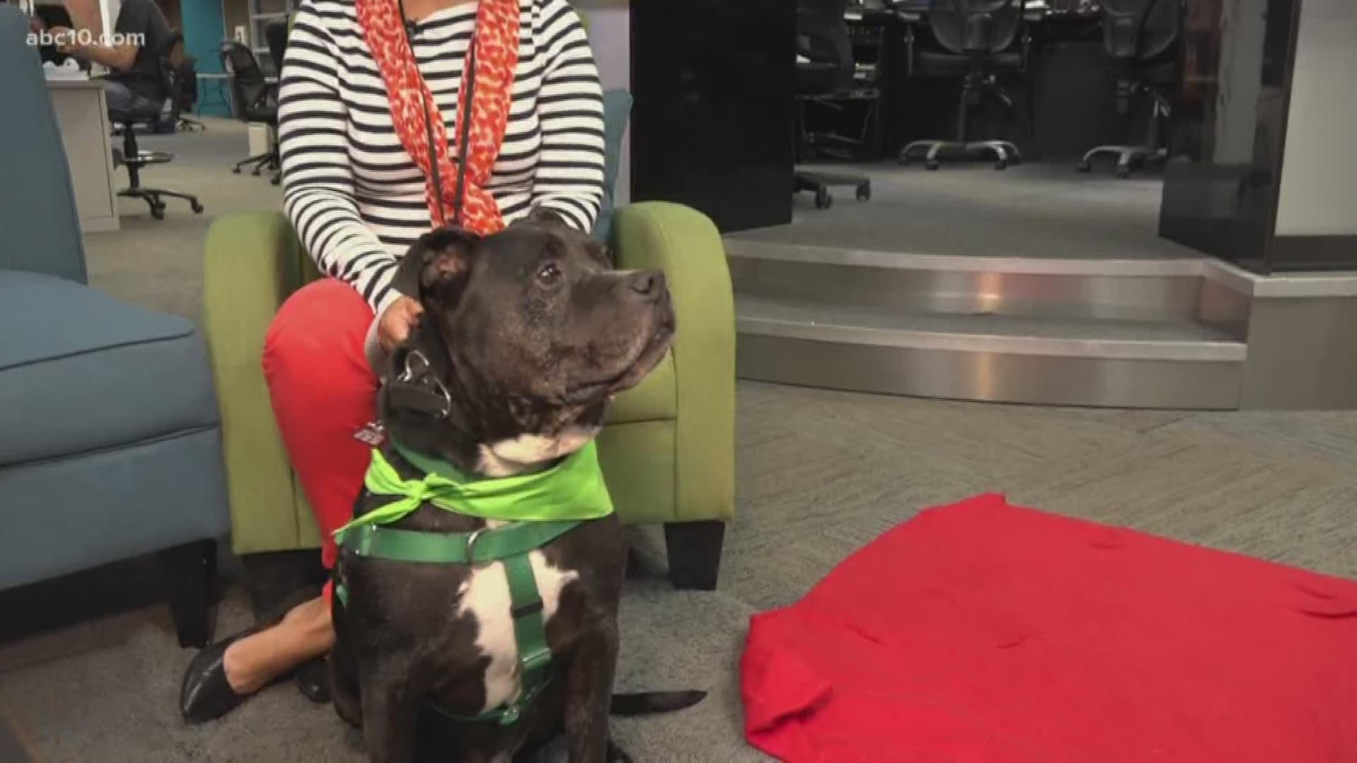 Pet of the Week: Tux from Yolo County Animal Shelter 