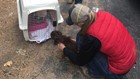 Animal rescue teams racing against the clock to save starving animals from the Camp Fire