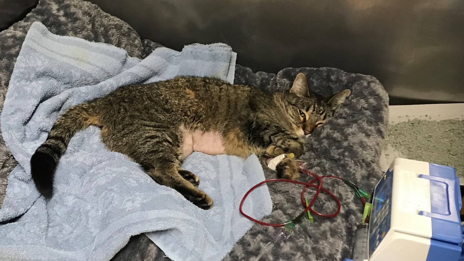 Chaos the cat was shot twice with pellets. It was an act that neighbors couldn't believe happened it in their neighborhood. Now, Chaos is fighting for his life as medical bills continue to grow.