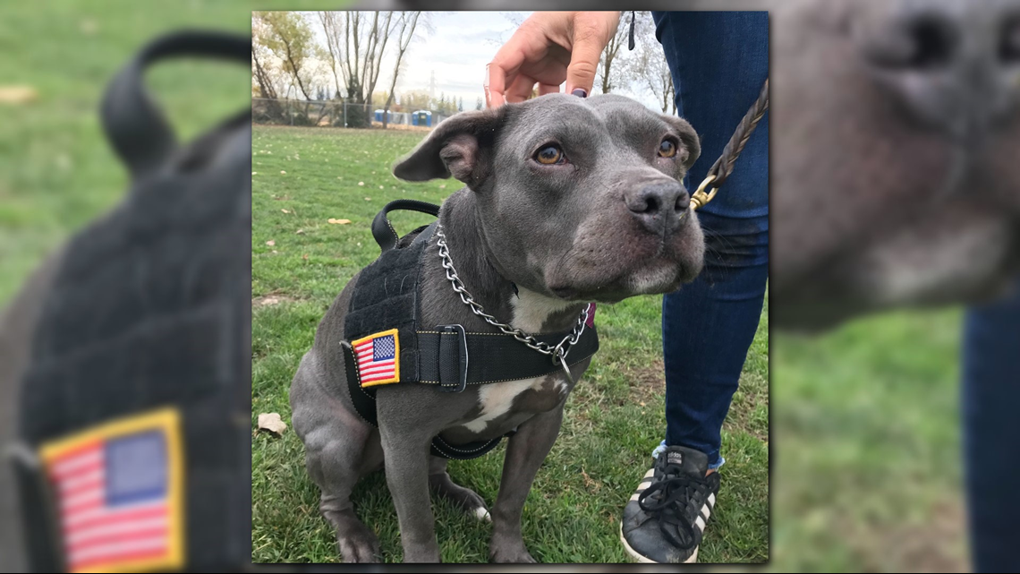 How do service dogs process death?