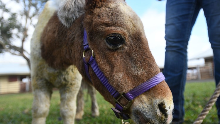 His home and pasture were destroyed, but this mini-horse survived California's Camp Fire