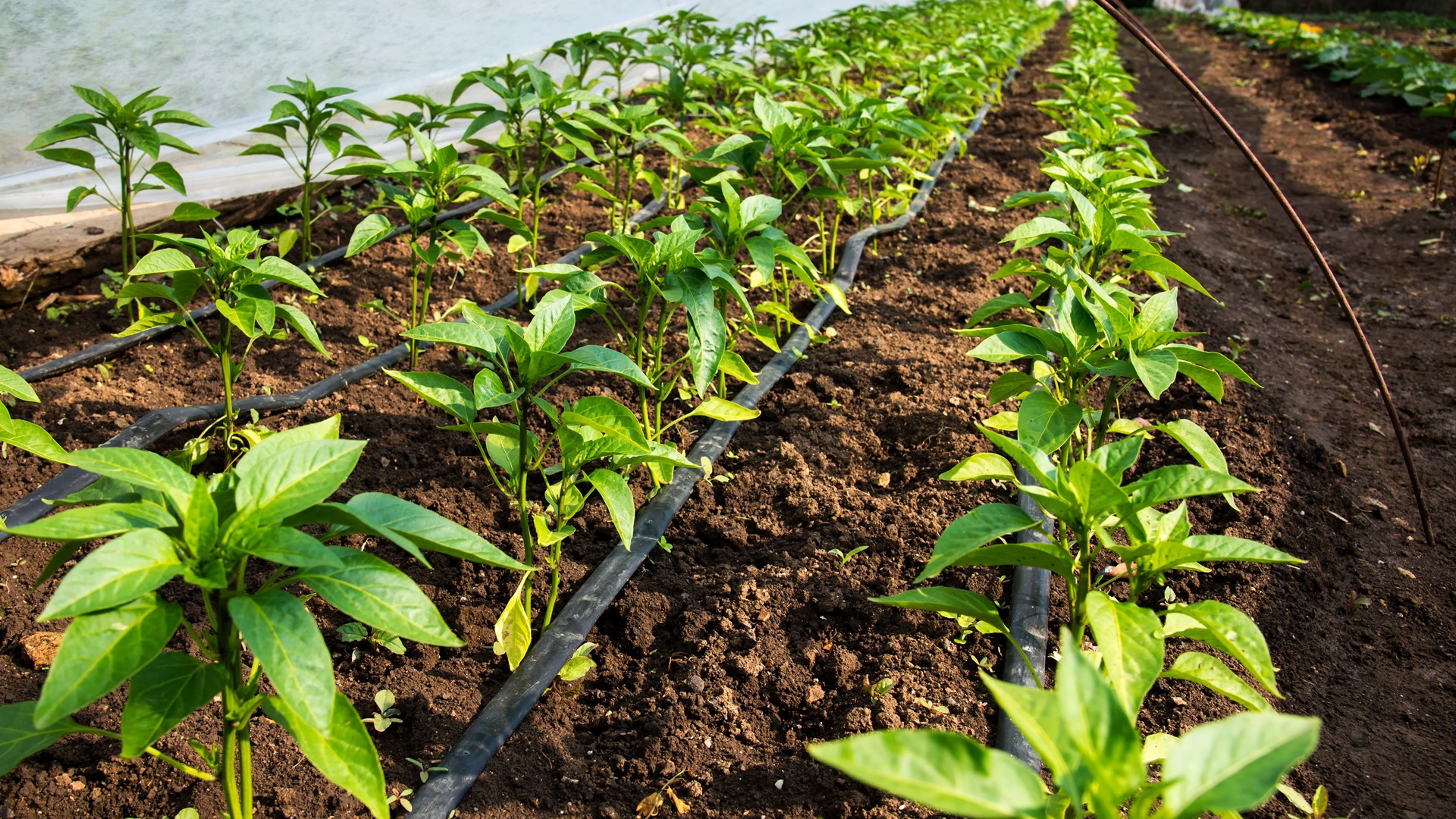 Why Sacramento limits watering to one day a week in winter