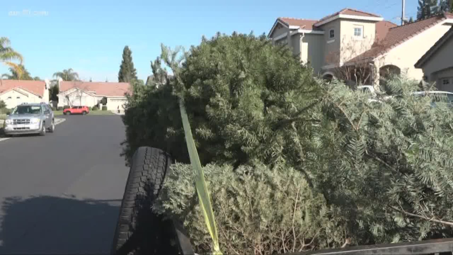 More than 100 Boy Scouts went through every neighborhood in Roseville to find discarded Christmas trees.