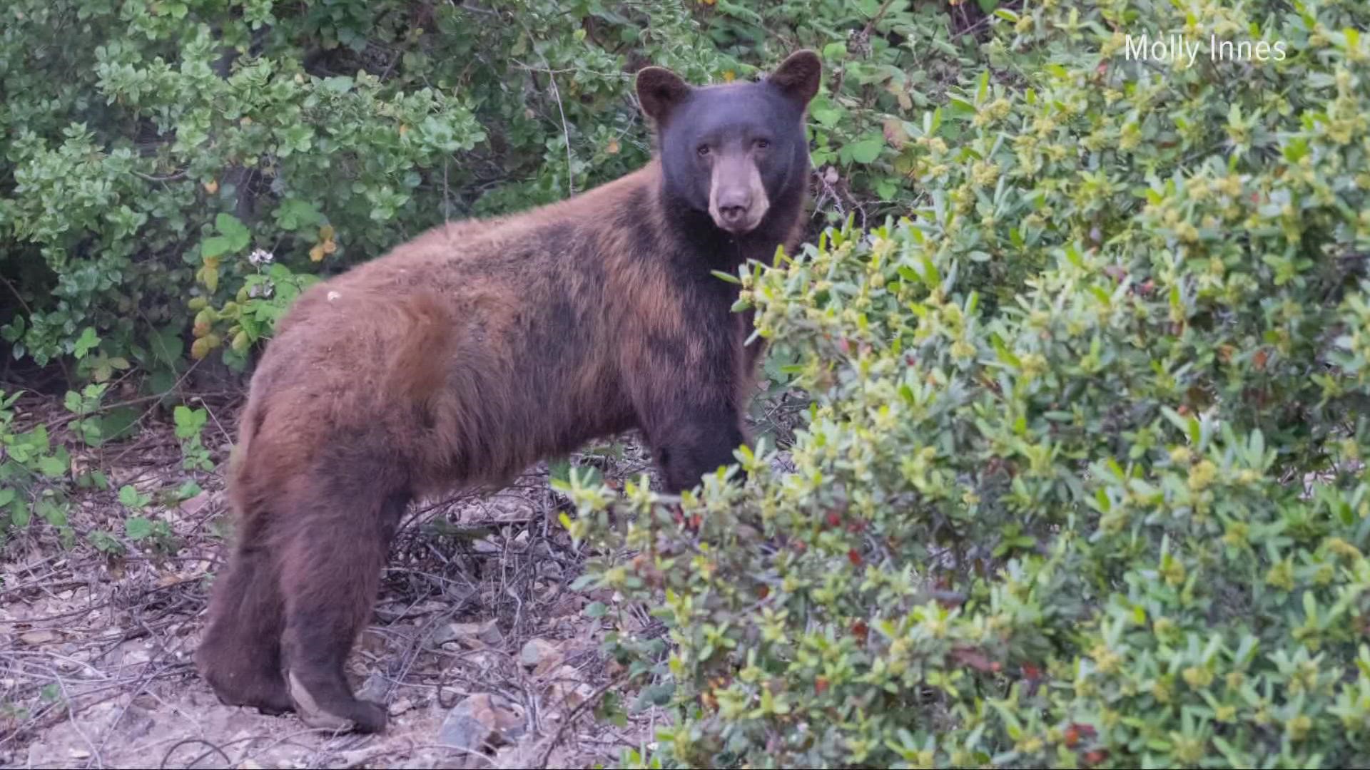 A bear has been spotted on several home security cameras in Fairfield, wildlife experts explain why the bear might have roamed into residential areas.