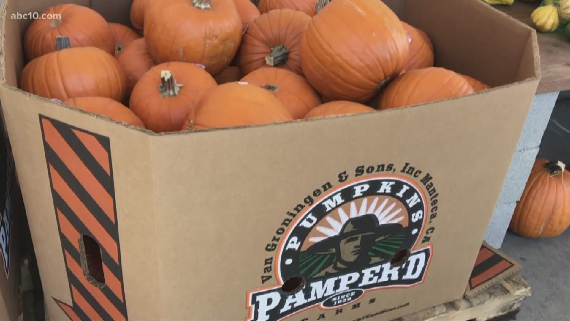 So far, so good for this year's San Joaquin County pumpkin harvest.