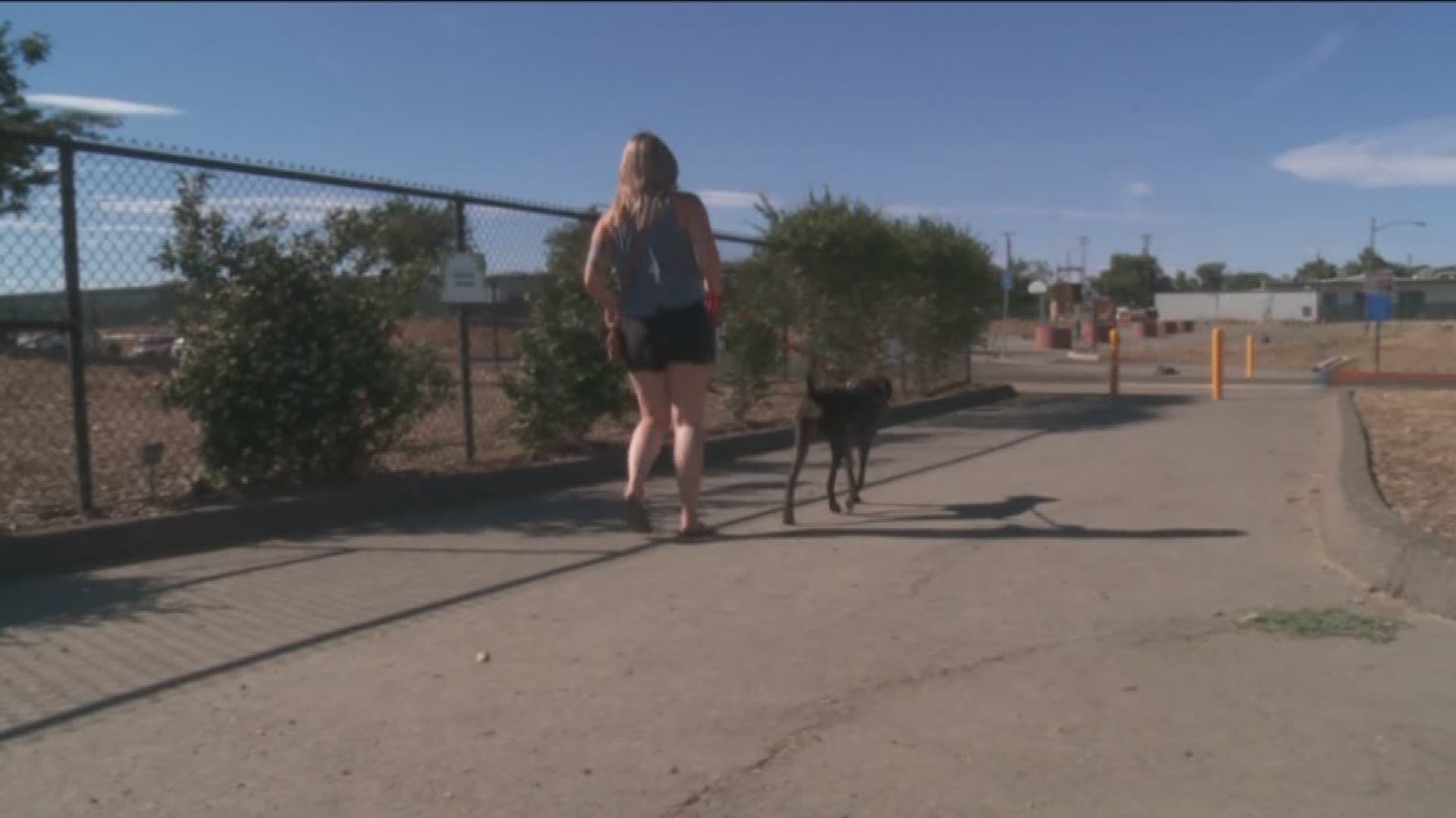 As the heat wave rolls in, pet owners beware: Your pup can easily get burned.