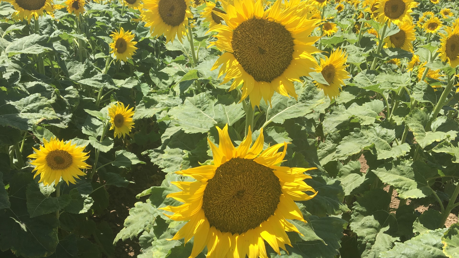 Sunflower Selfie Takers Are Driving Solano County Farmers Crazy