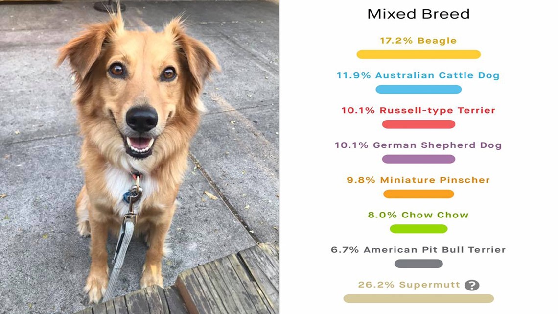 cheap dog dna breed test
