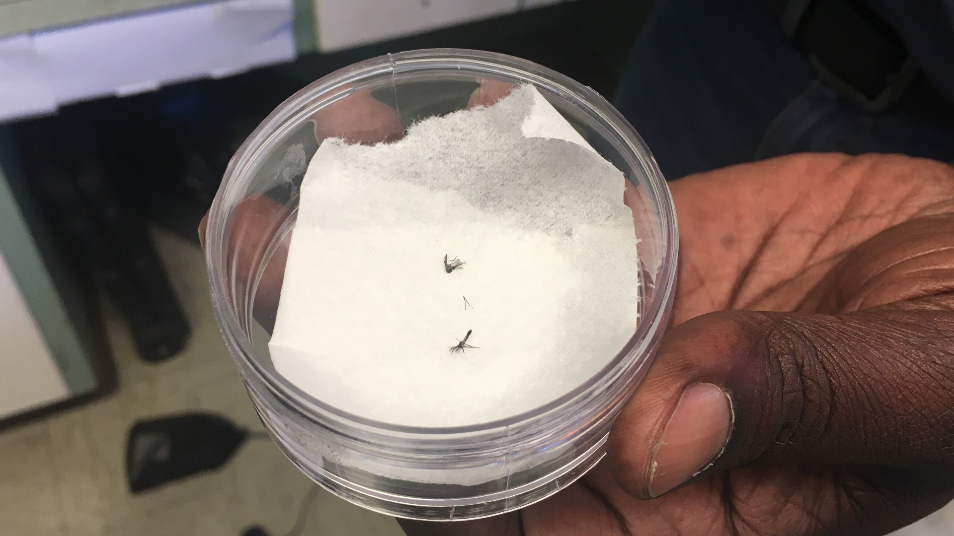 The mosquitoes were initially found in traps in a neighborhood near Lakewood Avenue and Scenic Drive on July 25th and then again on July 31st.
