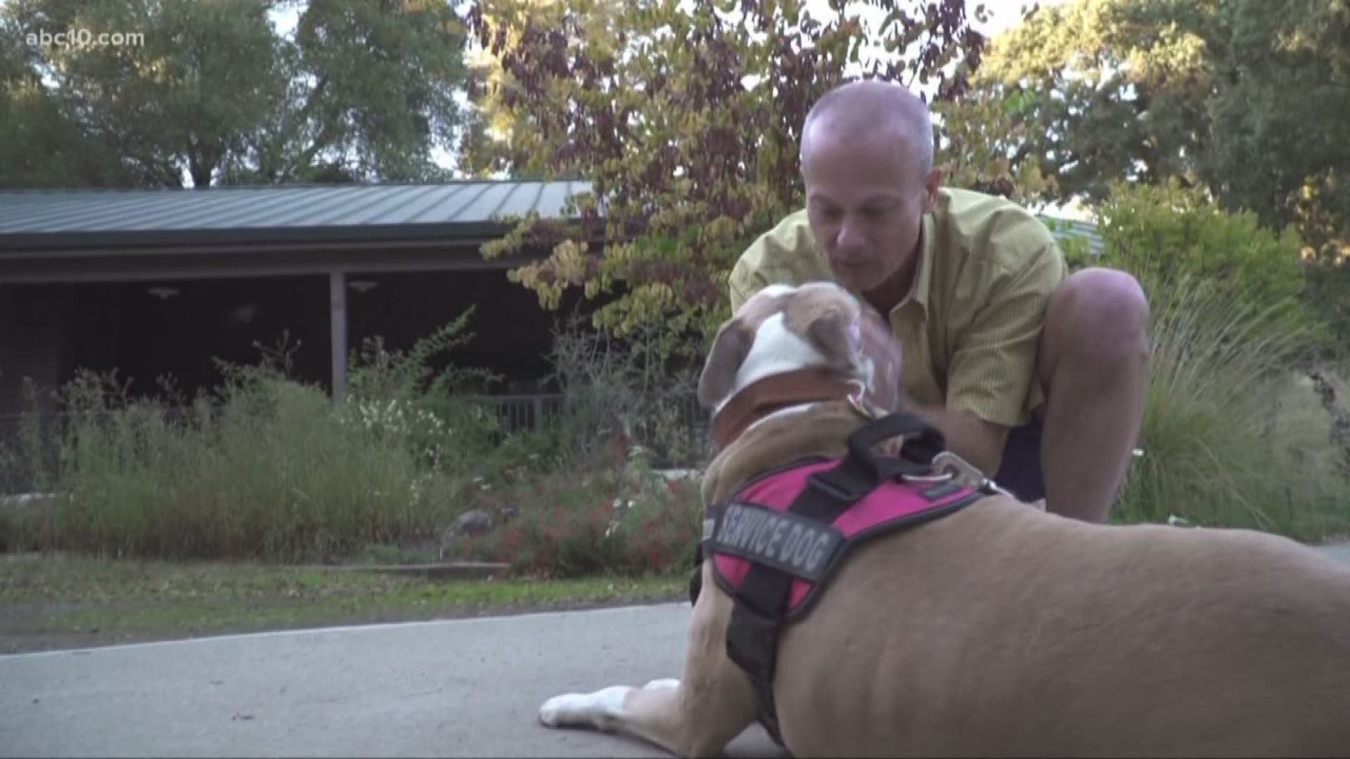 Veteran Bruce Steeves said he enjoys walking with his service dog, Bella, around Effie Yeaw Nature Center. But last week, he said he was harassed by a volunteer for having her in the park.