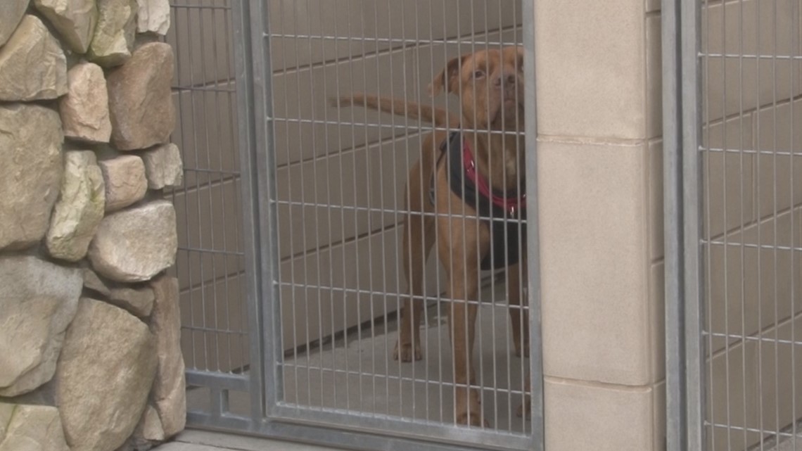 Adoption fees waived at Bradshaw Animal Shelter