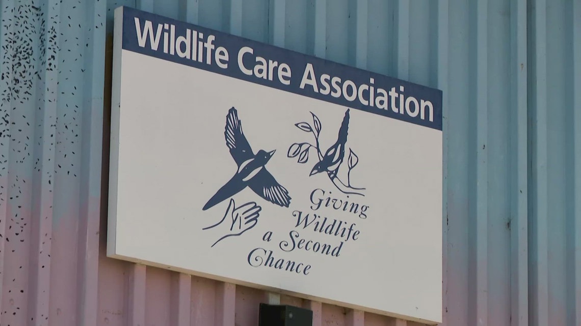 Wildlife Care Association director leads busy wildlife rescue and rehabilitation efforts