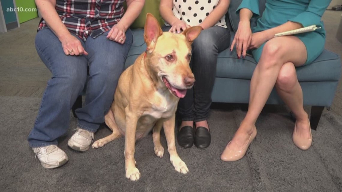 Stockton Animal Shelter Pet of the Week March 31, 2019