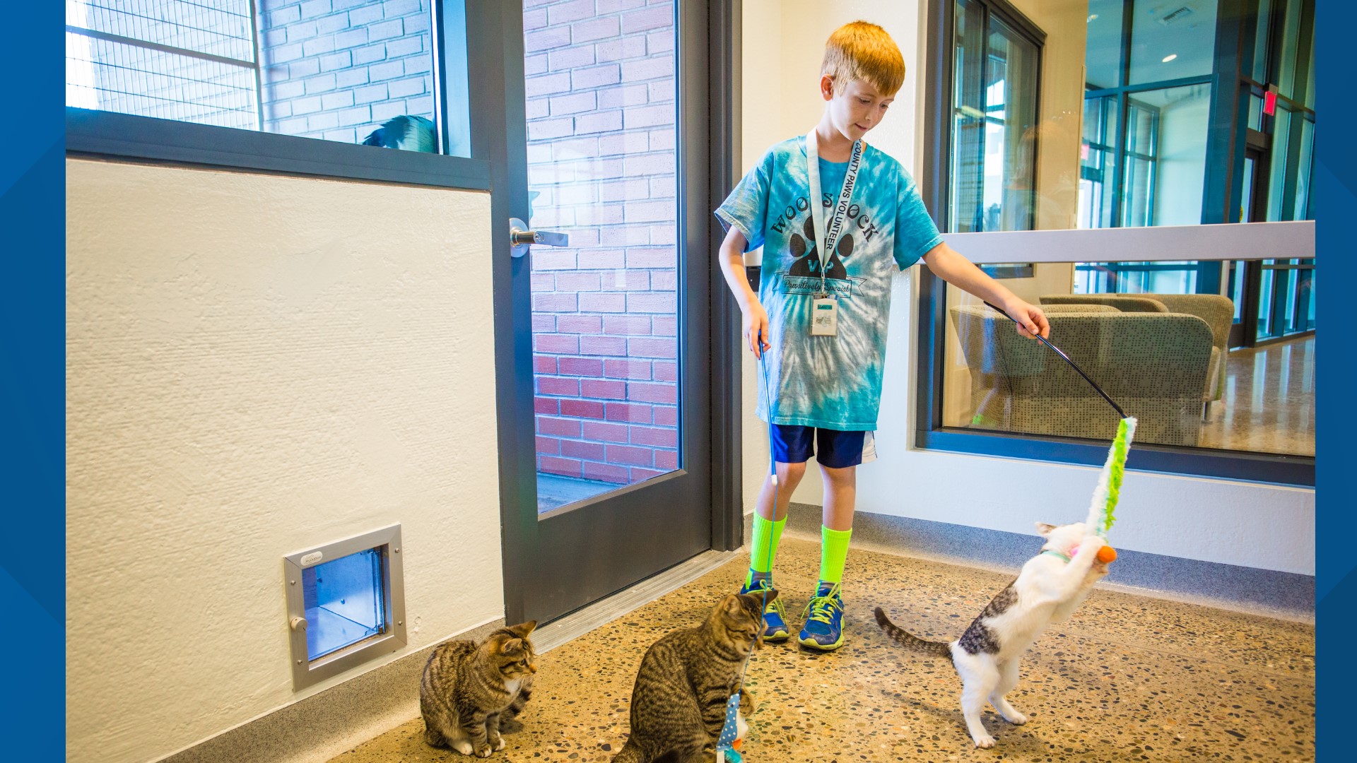 How local animal shelters successfully navigated the pandemic | abc10.com