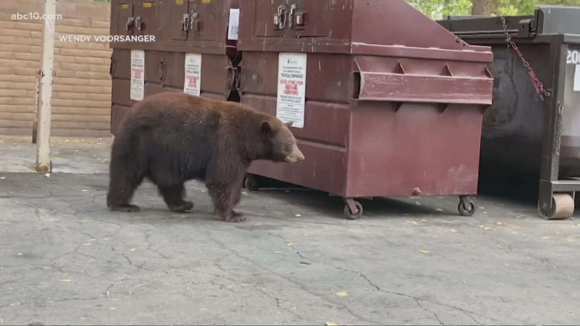 DNA collected from the homes ransacked by bears shows Hank the Tank is among three other bears prowling the area, clearing Tank as the sole suspect in the crimes.