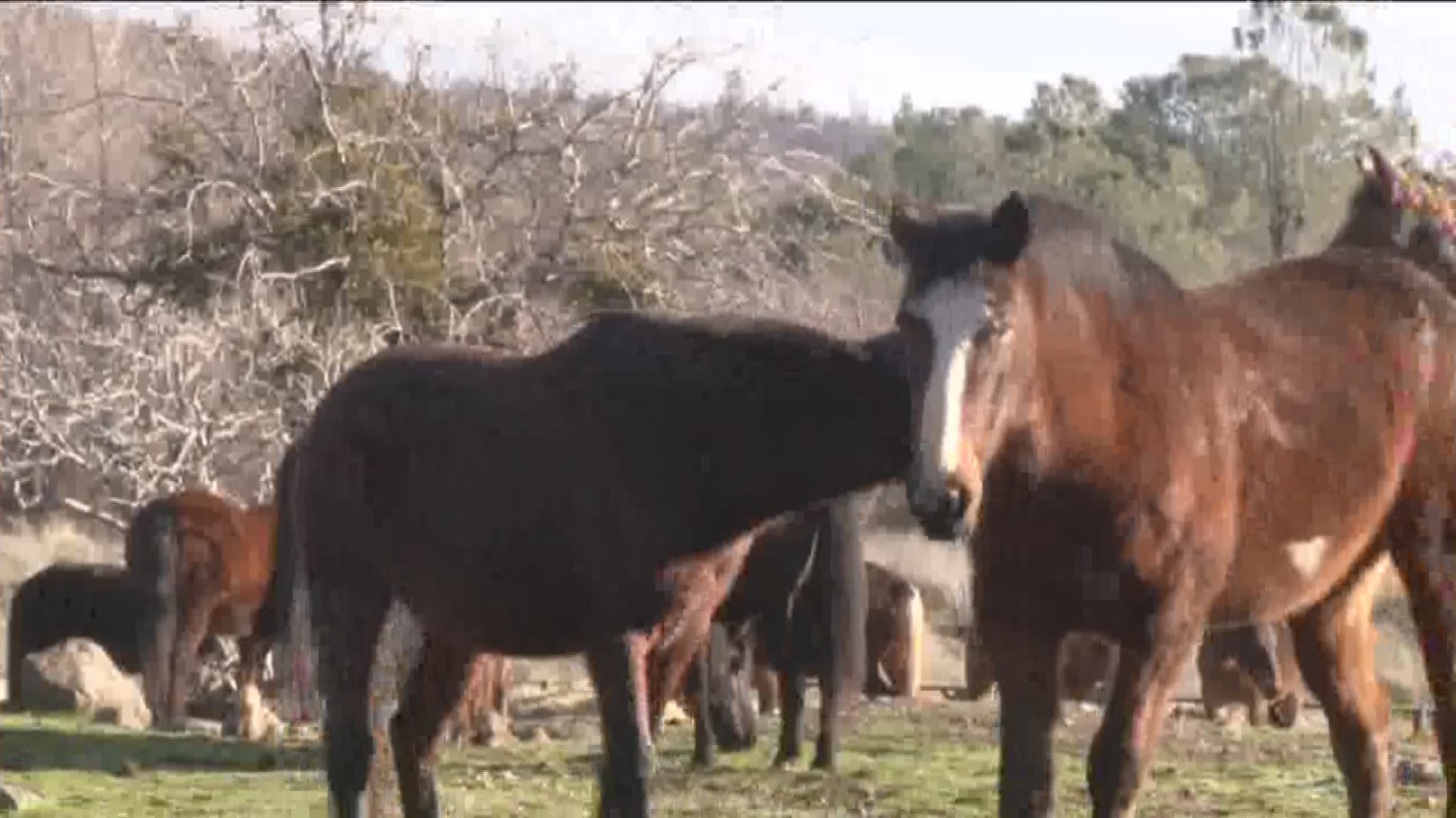 California is home to the second largest federally managed wild horse population, how are they dealing with all this issue. (Feb. 17, 2017)