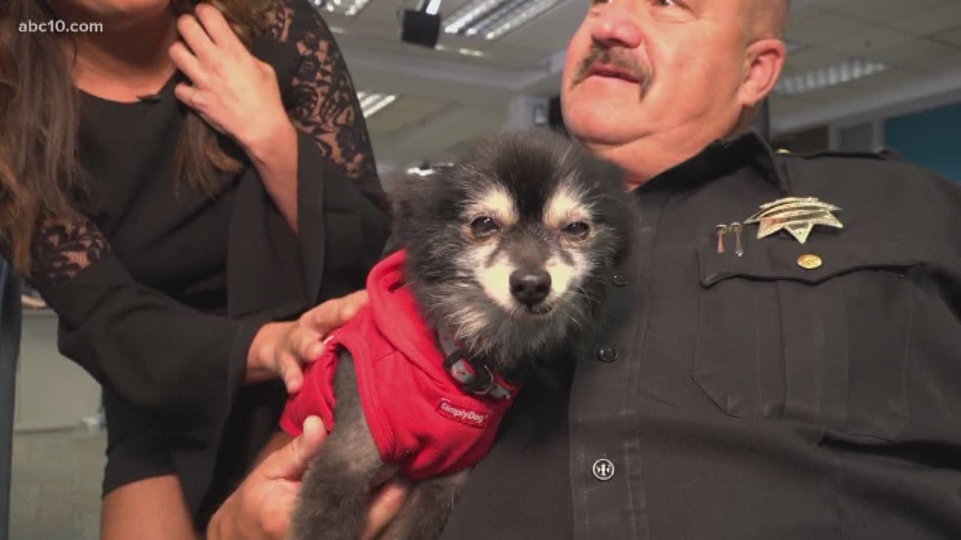 Pumba, the Pomeranian is at Yolo County Animal Shelter and looking for his forever home. Think that's yours? Mention Morning Blend and get your fees waived.