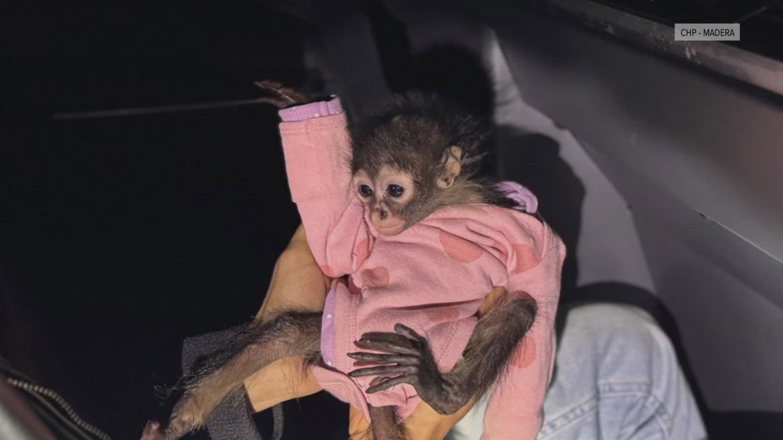 ARRESTED DEVELOPMENT A BATHING APE サマソニ Spider monkey found during DUI arrest in Madera County | abc10.com
