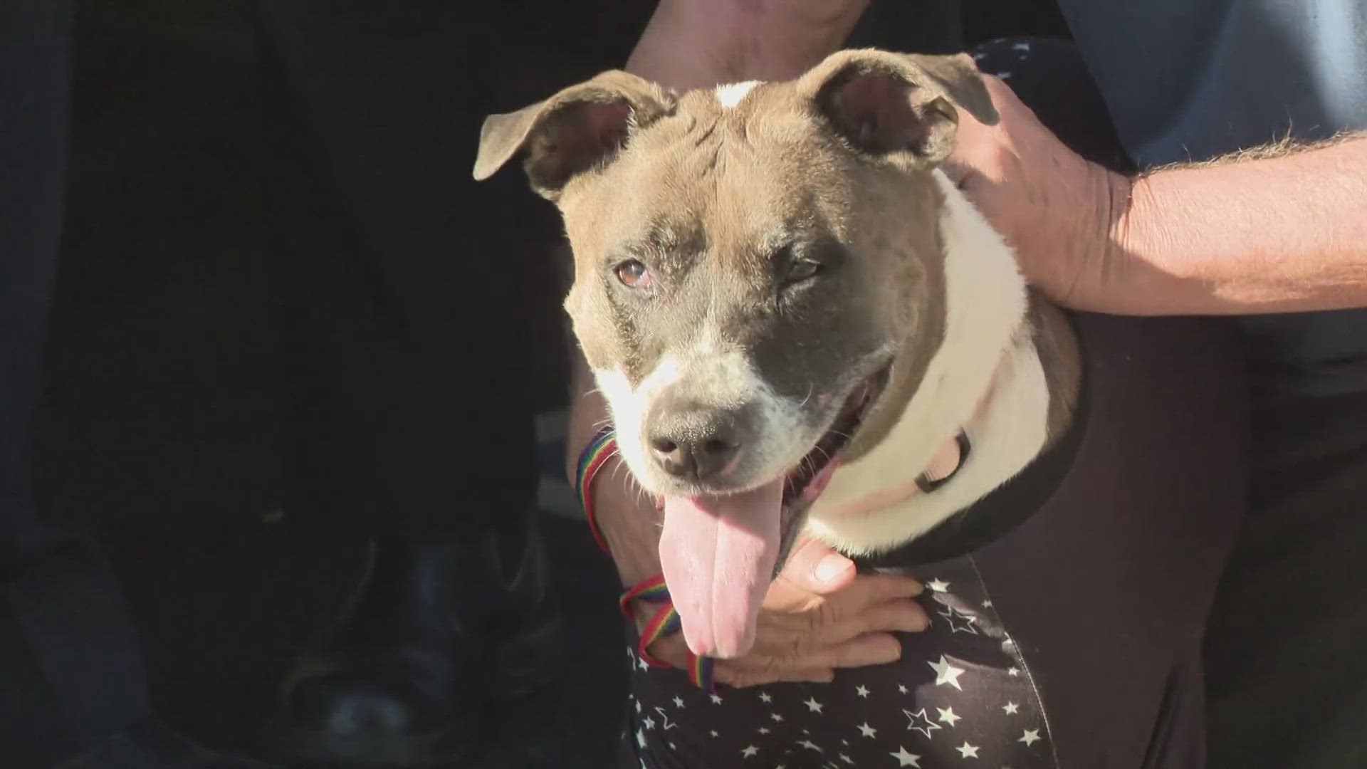 The dog and owner were trapped inside a burning duplex fire in Citrus Heights. The dog (Maya) suffered burns from licking her owner preventing her from burning.