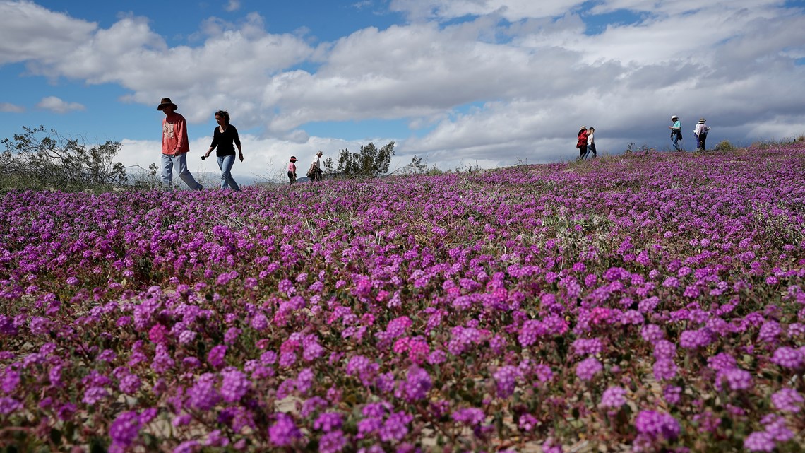 Rain brings 2nd California super bloom in 2 years  abc10.com