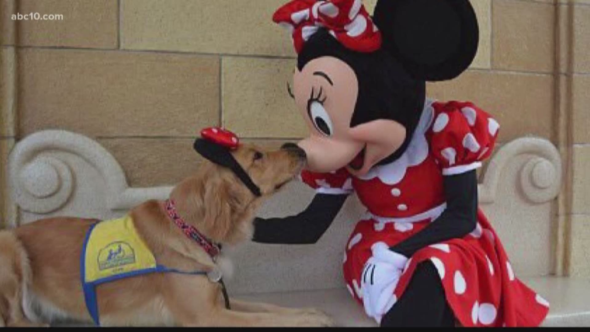 Local service dogs in training at Disney (April 5, 2018)